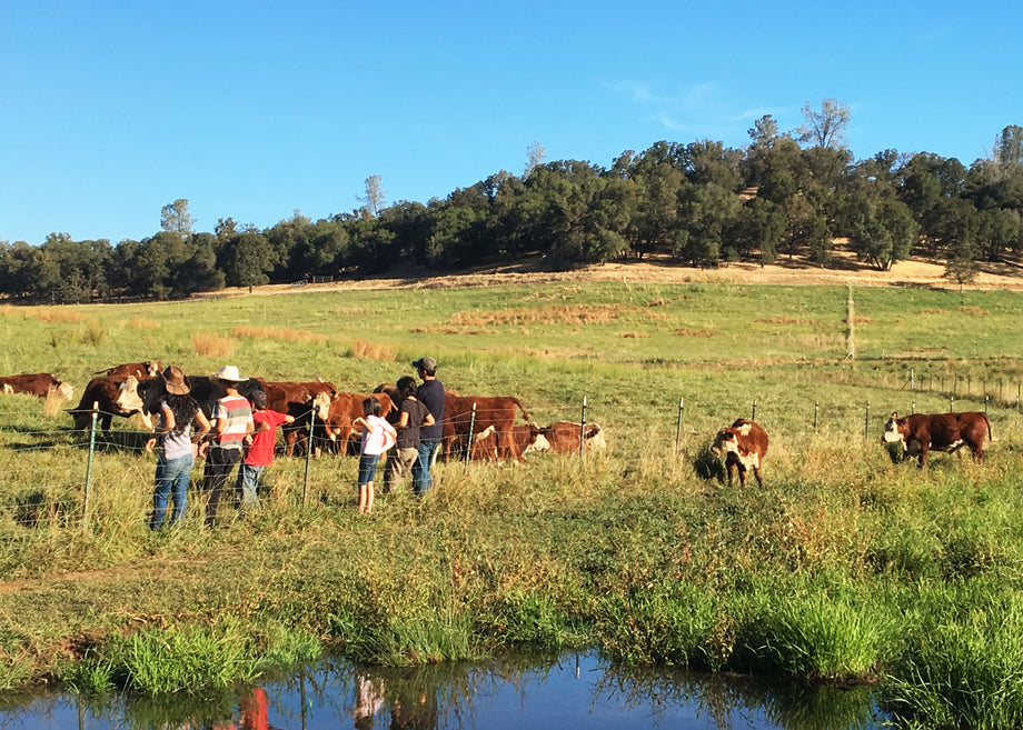 Grass-Fed Lamb Cuts — GUTIERREZ FAMILY FARMS Home